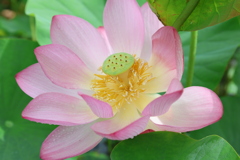 源久寺の大賀蓮