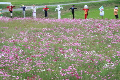 かかしとこすもす4