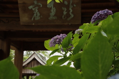 向徳寺あじさい3
