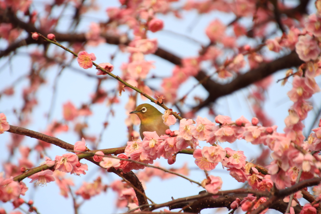 メジロと梅2