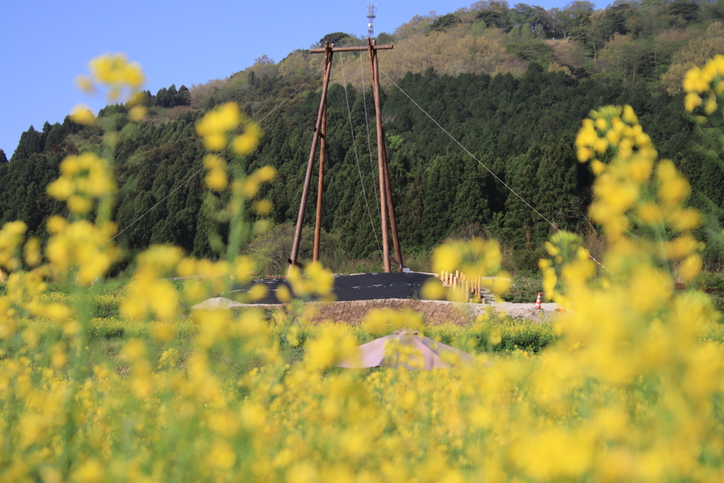 菜の花とブランコと傘3