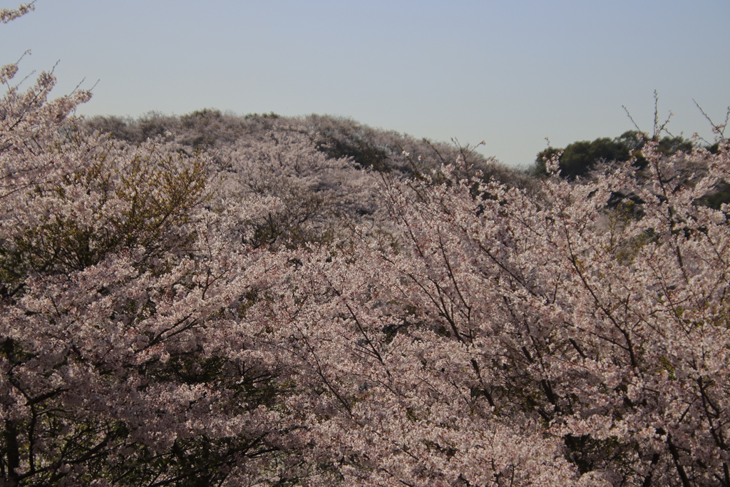 満開の桜4