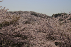 満開の桜4