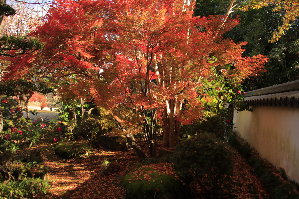 龍福寺紅葉3