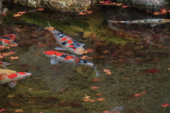 落葉と鯉