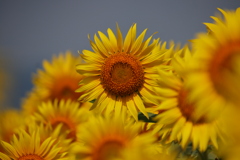 花の海ひまわり畑4