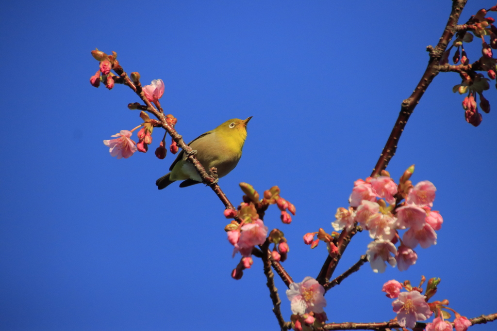 メジロと河津桜4