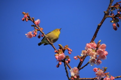 メジロと河津桜4