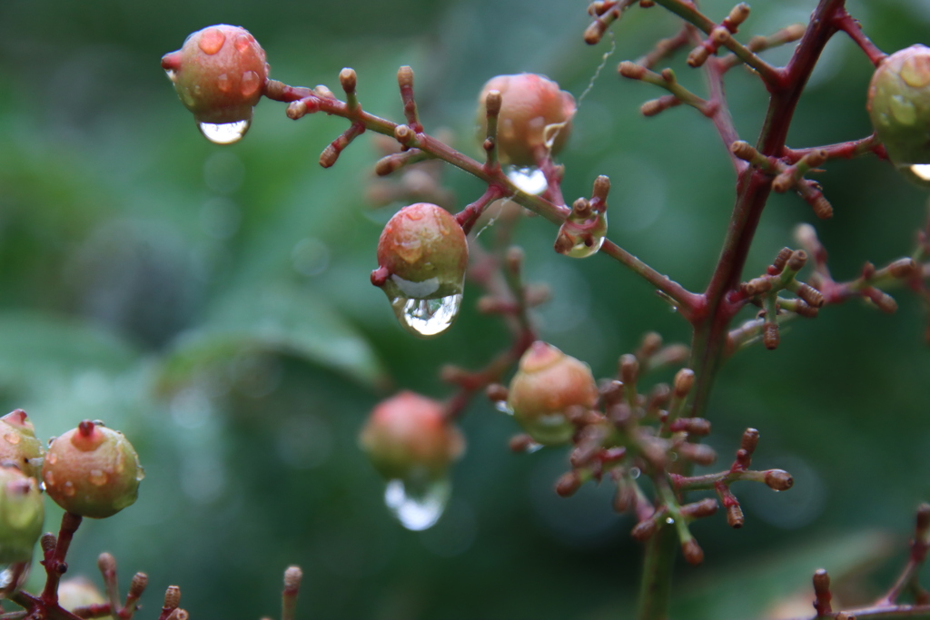 ナンテンの実としずく3