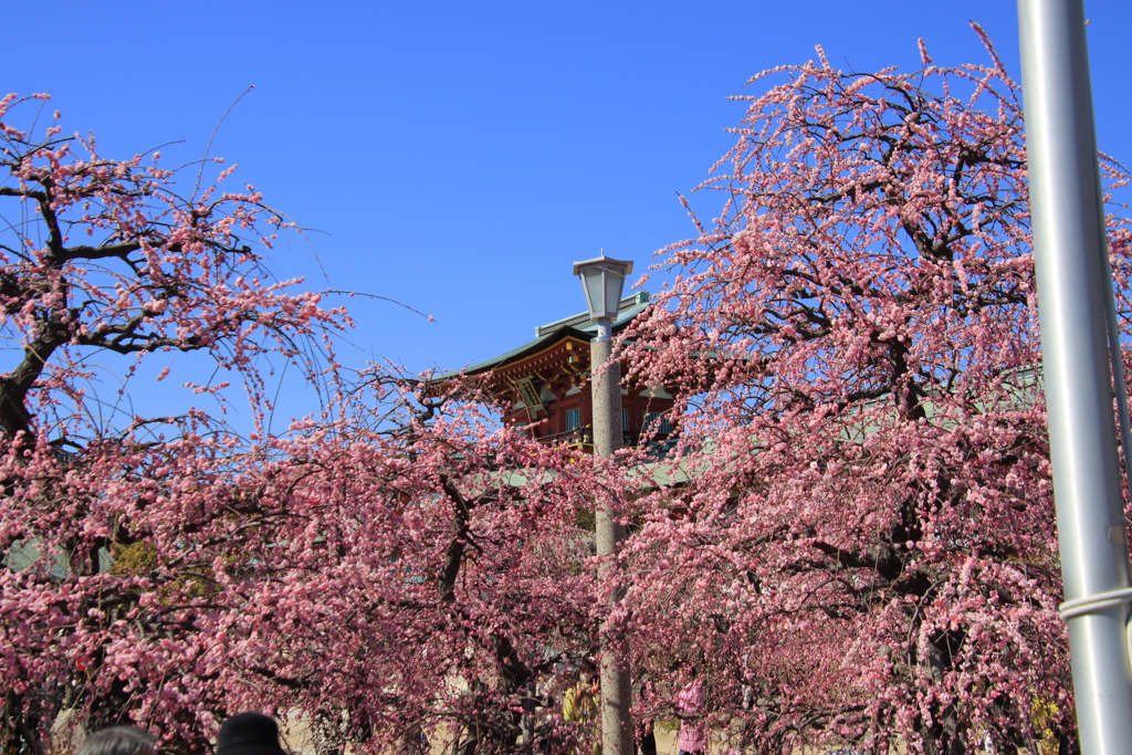 防府天満宮の梅