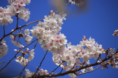 青空と桜2