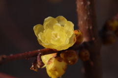 蠟梅3
