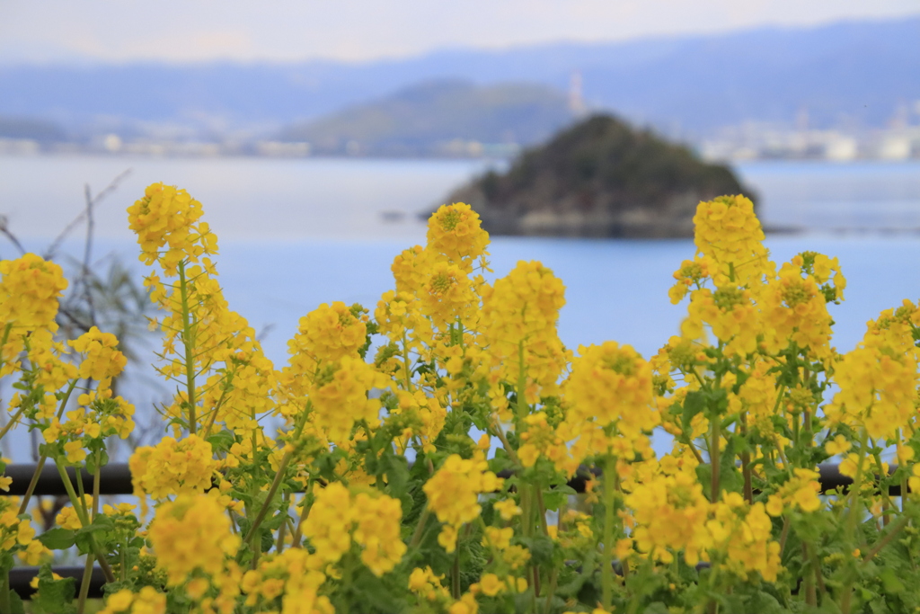 菜の花と海2
