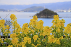 菜の花と海2