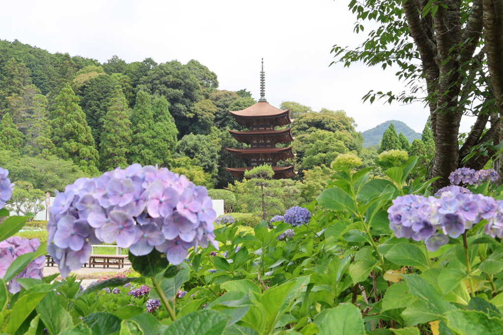 アジサイと五重塔2