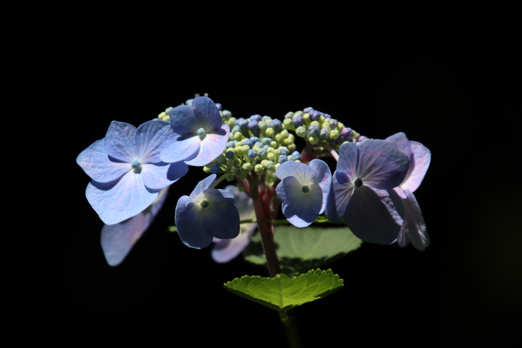 紫陽花9