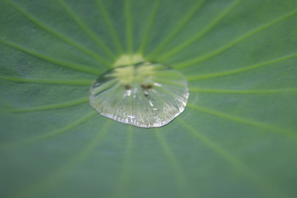 葉っぱの中の水たまり