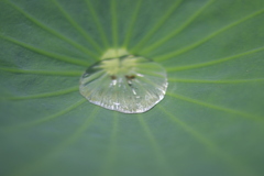 葉っぱの中の水たまり