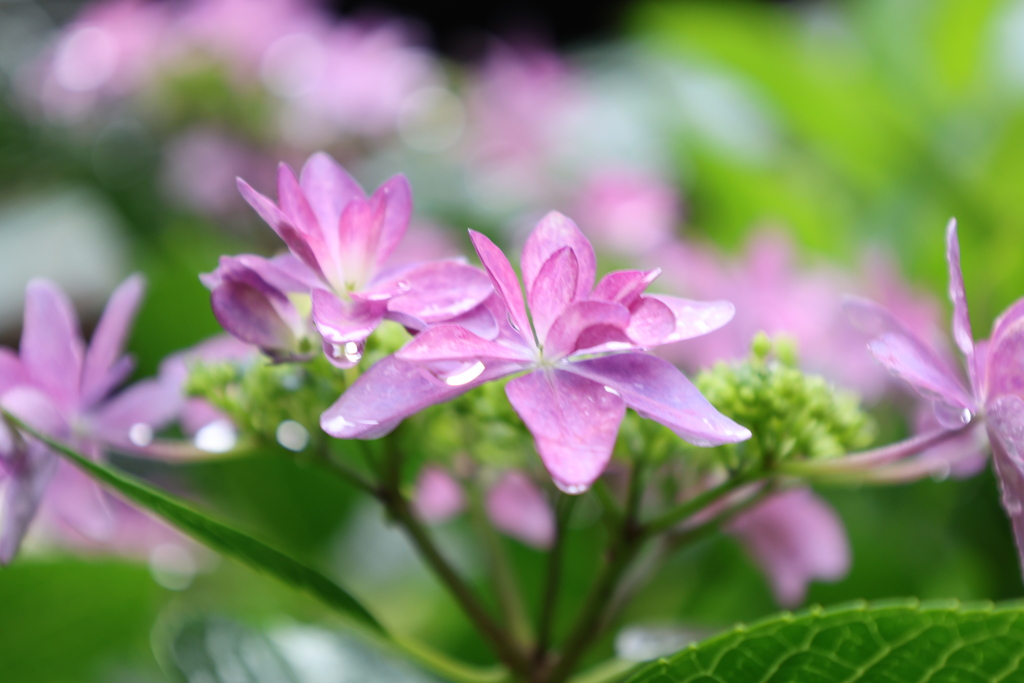 紫陽花5