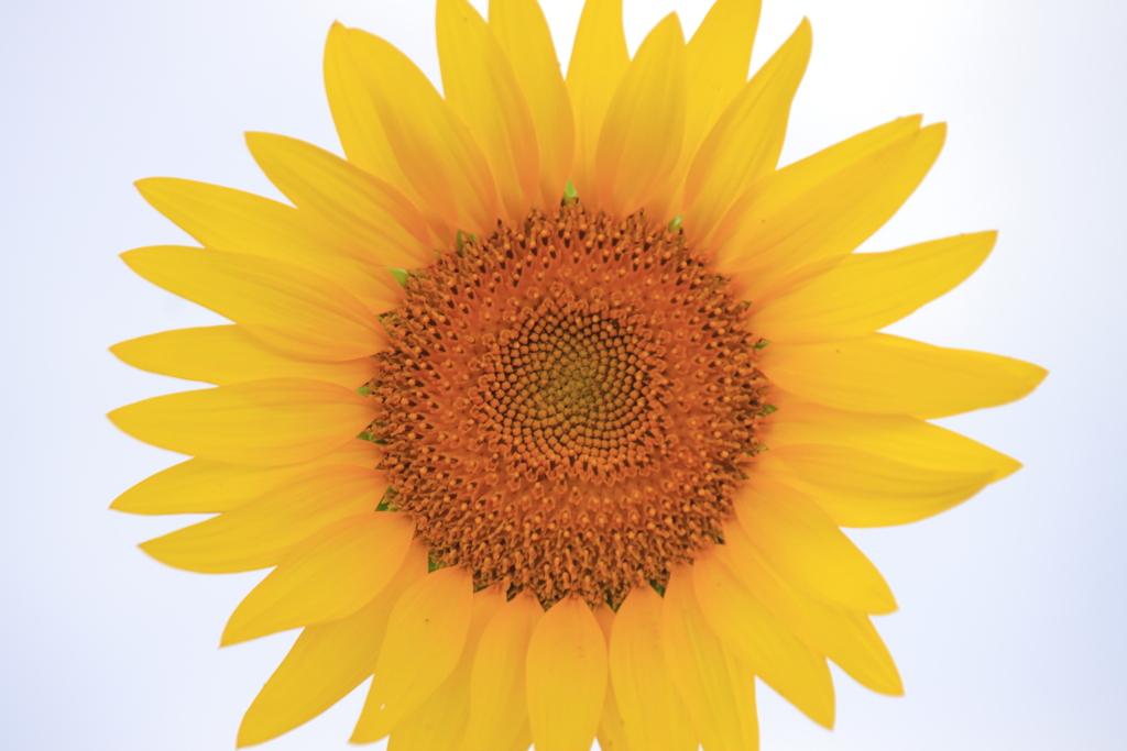 今年最後のひまわり