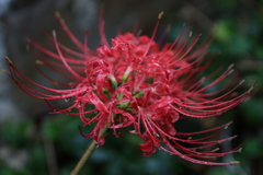 雨上がりの彼岸花2