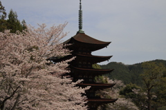 桜と五重塔1