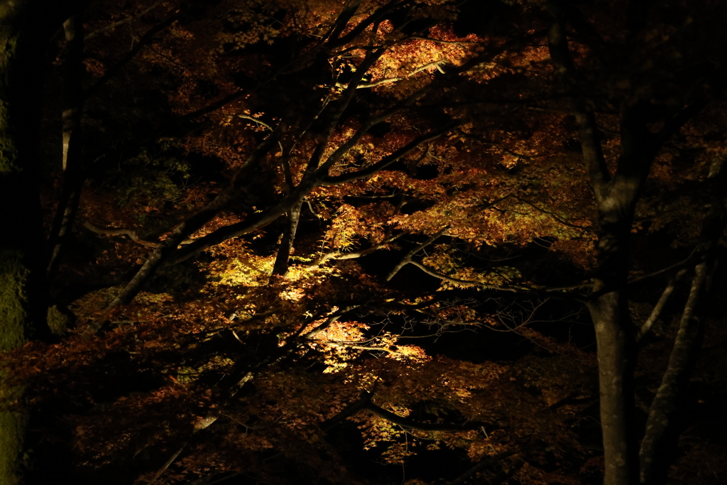 大寧寺ライトアップ4