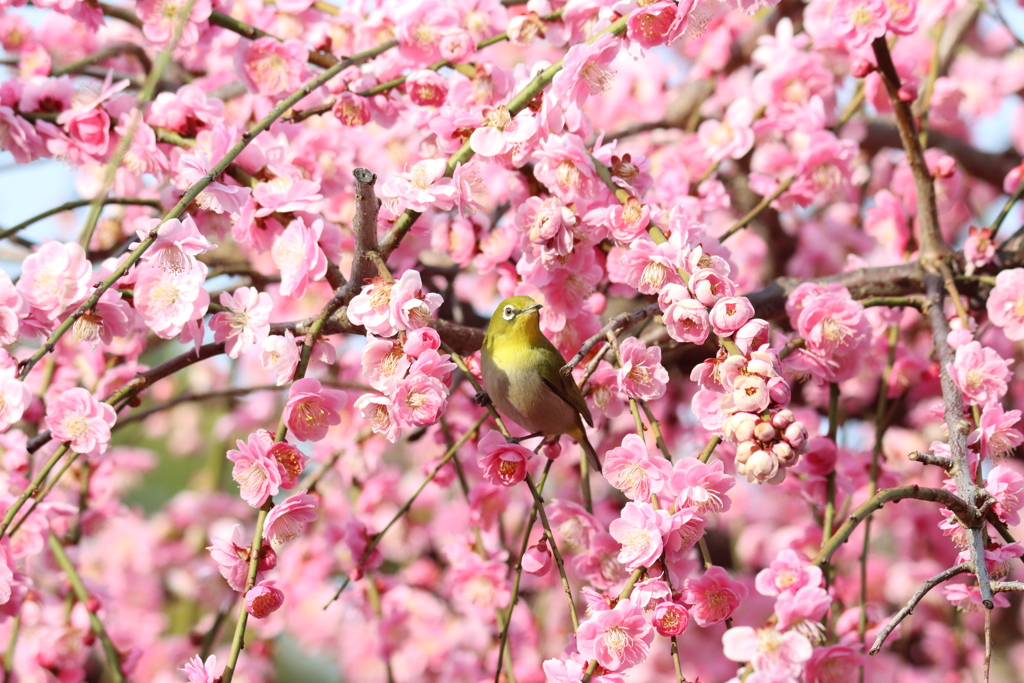 梅とメジロ7