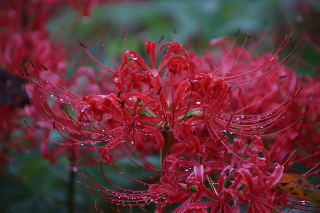 雨の中の彼岸花6
