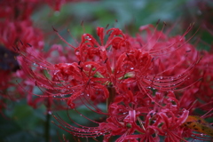 雨の中の彼岸花6
