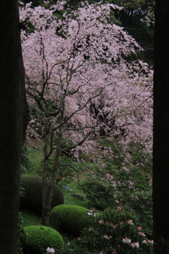 南原寺の桜2