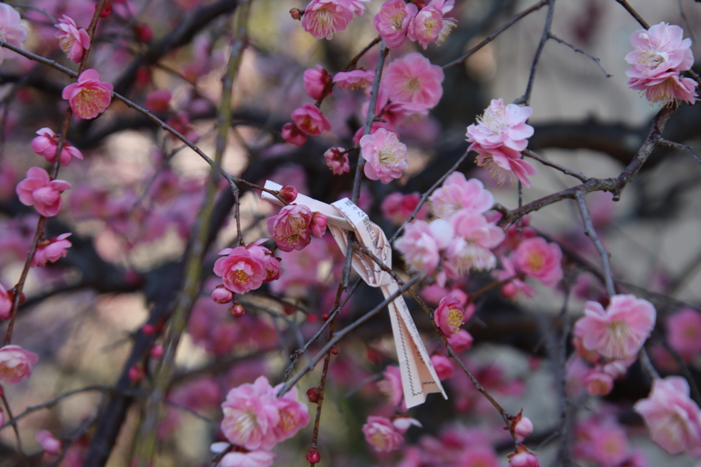 梅とおみくじ