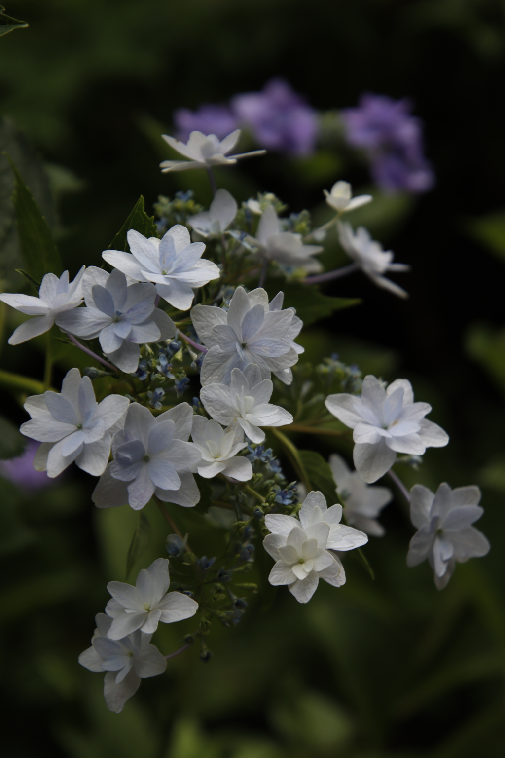 紫陽花6