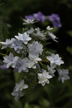 紫陽花6