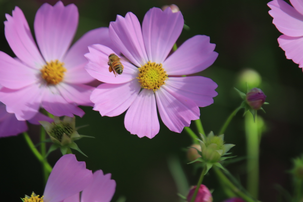 コスモスとミツバチ2