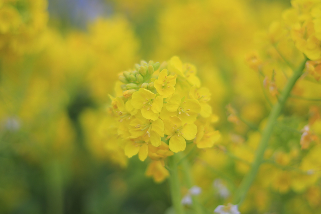 菜の花2