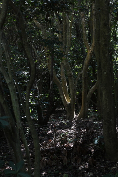 林