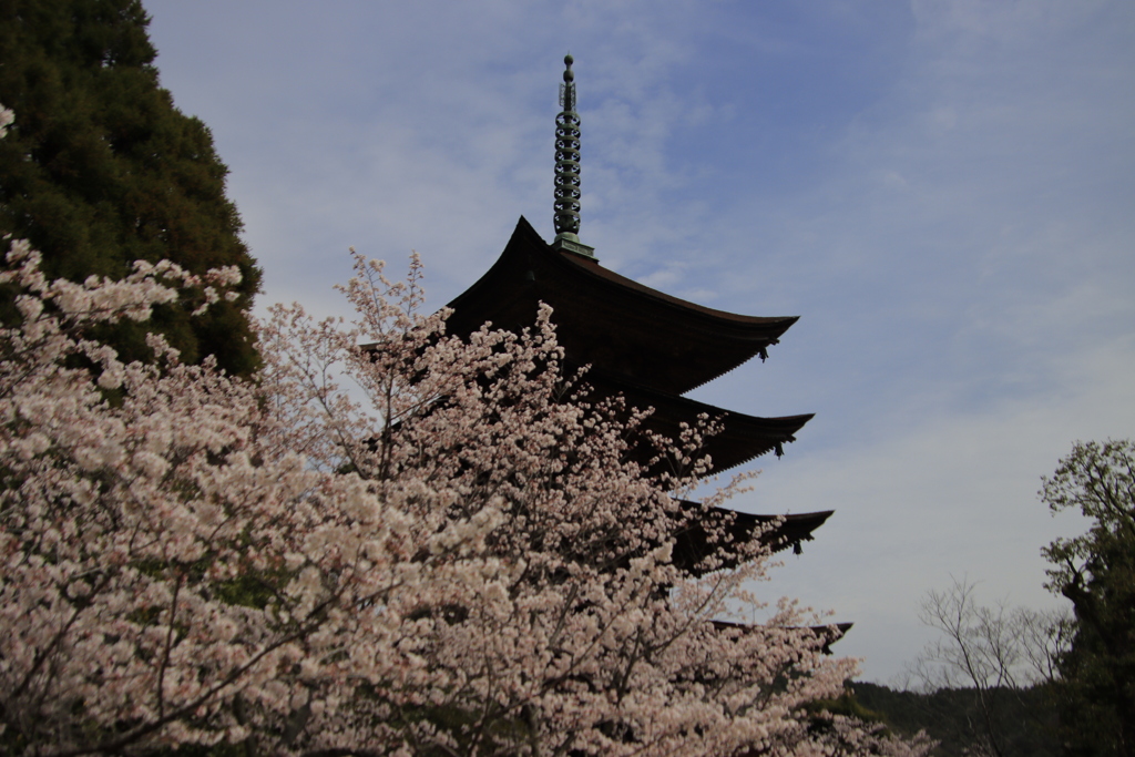 桜と五重塔3