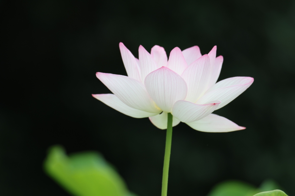源久寺の大賀蓮