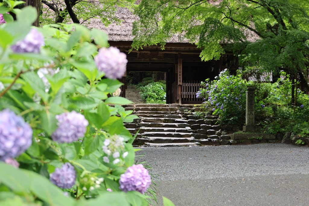 阿弥陀寺のアジサイ
