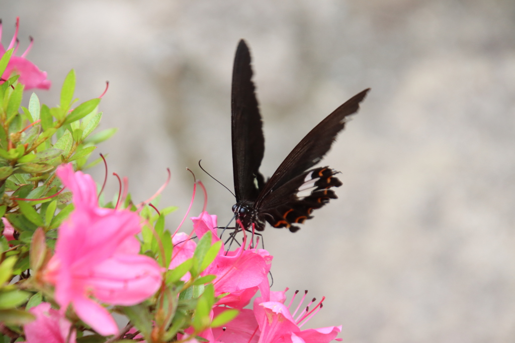 シロオビアゲハとツツジ