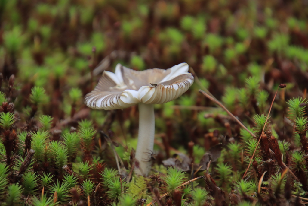 コケの中のキノコ