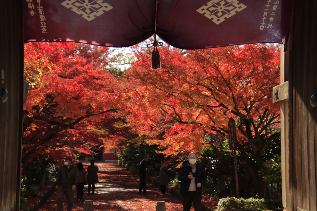 龍福寺紅葉4