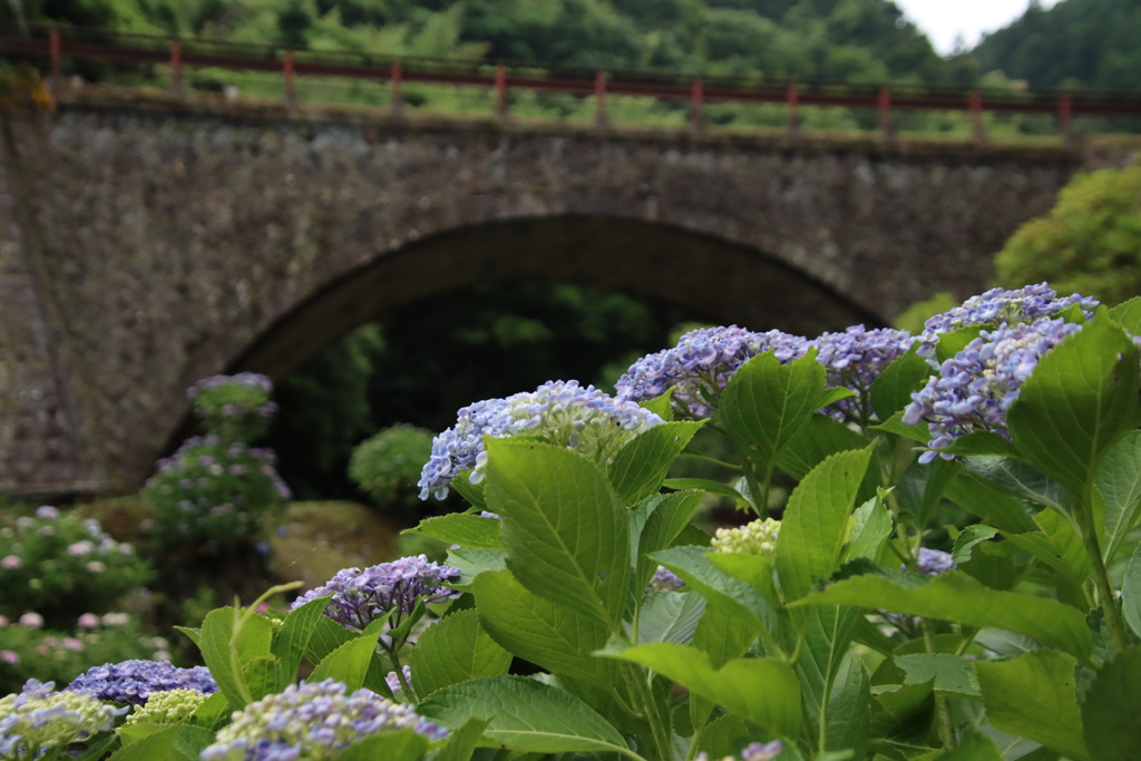 眼鏡橋とあじさい4
