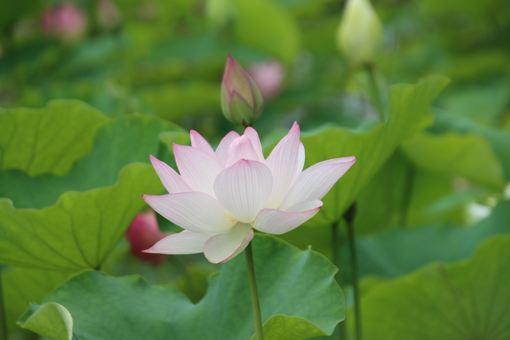 源久寺の大賀蓮7