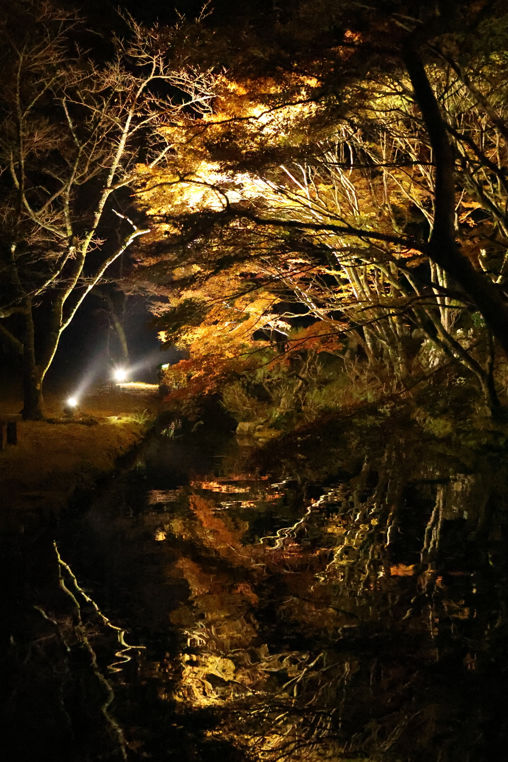 大寧寺ライトアップ9