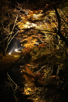 大寧寺ライトアップ9