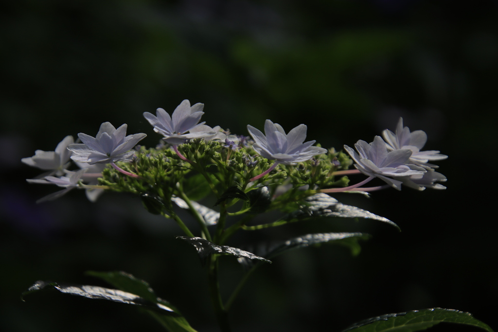 紫陽花2