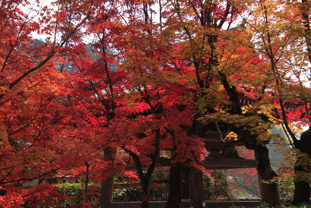 漢陽寺紅葉4