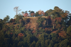 朝日を浴びた津和野城跡2